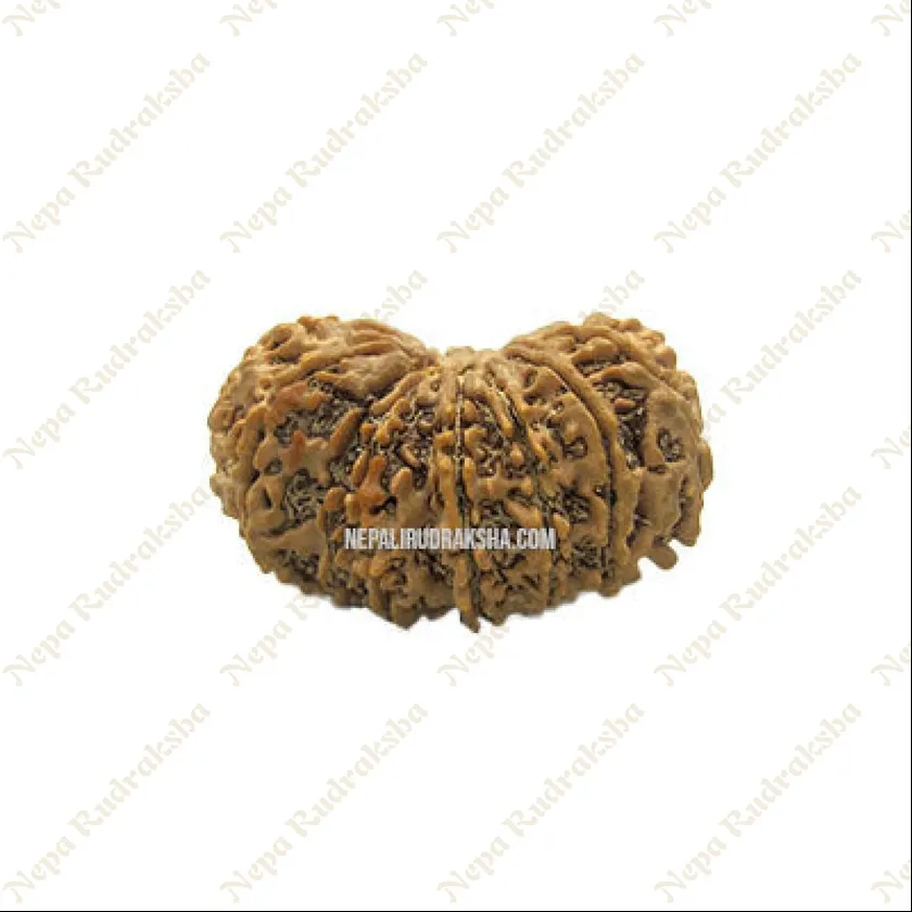 15 Mukhi Rudraksha For Sale