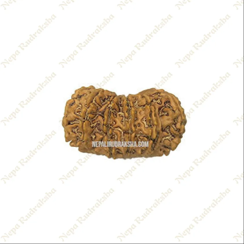 15 Mukhi Rudraksha For Sale