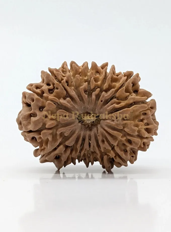 15 Mukhi (Super Collector) Rudraksha Same Day Delivery