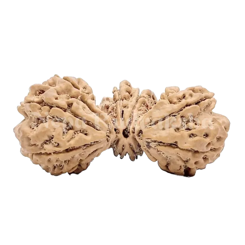 15 Mukhi Trijuti Rudraksha 41mm Same Day Delivery