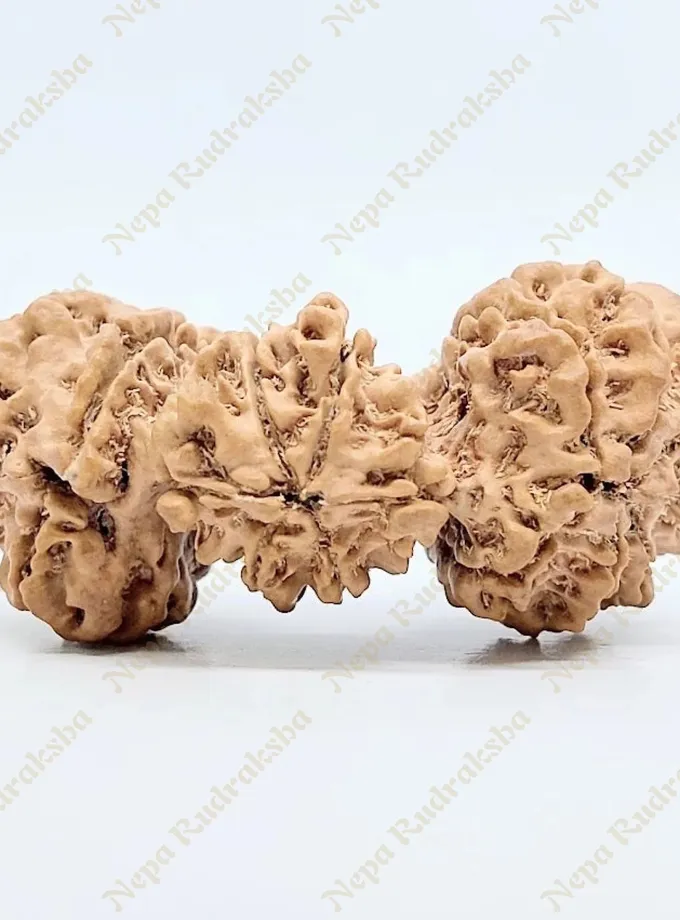 15 Mukhi Trijuti Rudraksha 41mm Same Day Delivery