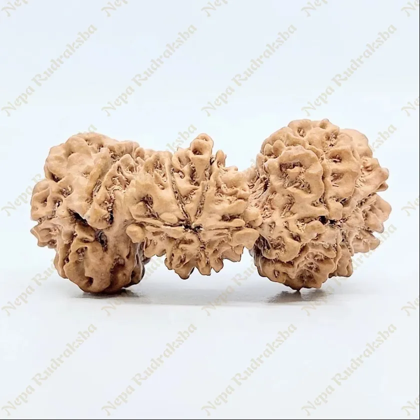 15 Mukhi Trijuti Rudraksha 41mm Same Day Delivery