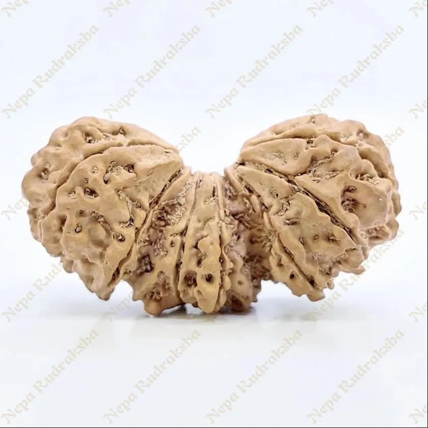 15 Mukhi Trijuti Rudraksha 41mm Same Day Delivery