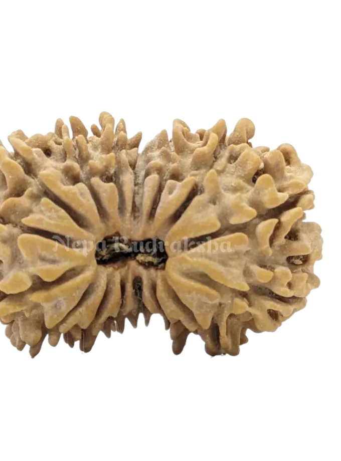 16 Mukhi (Collector) Rudraksha Best Buy