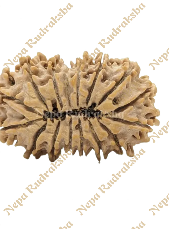 16 Mukhi (Collector) Rudraksha Best Buy