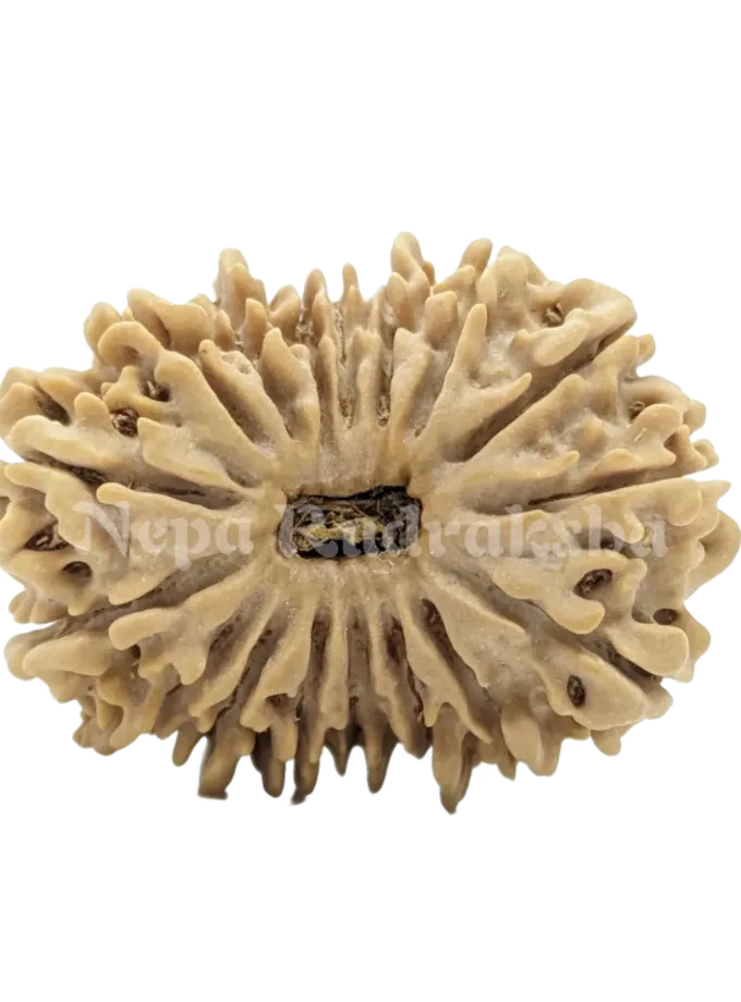 16 Mukhi (Medium) Rudraksha For Sale