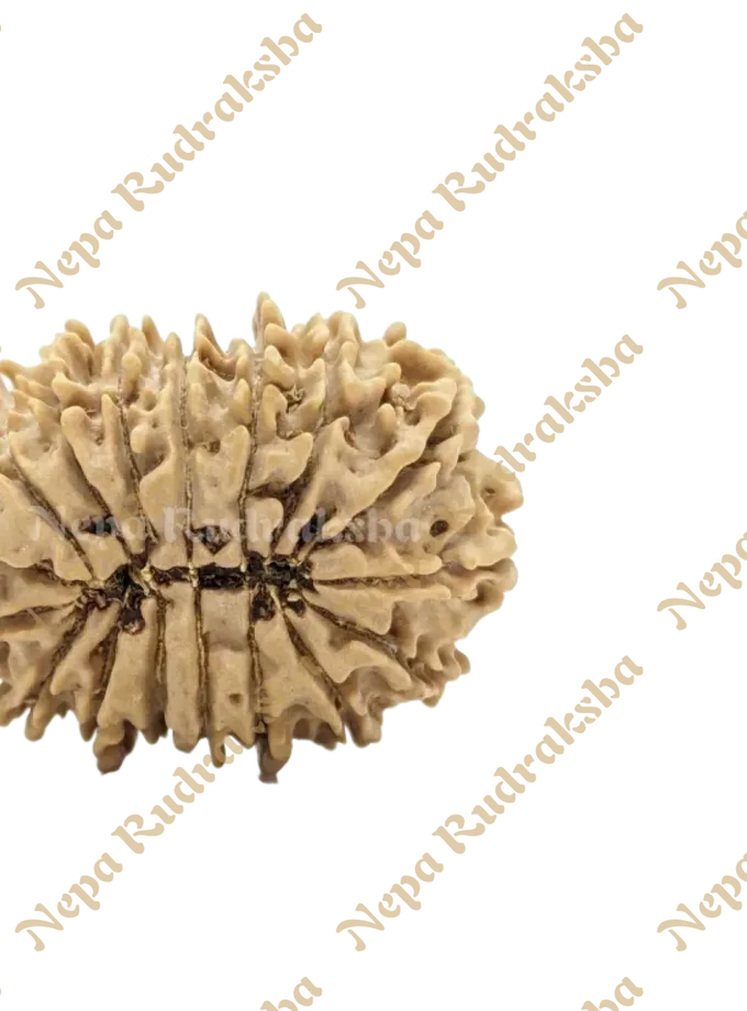 16 Mukhi (Medium) Rudraksha For Sale