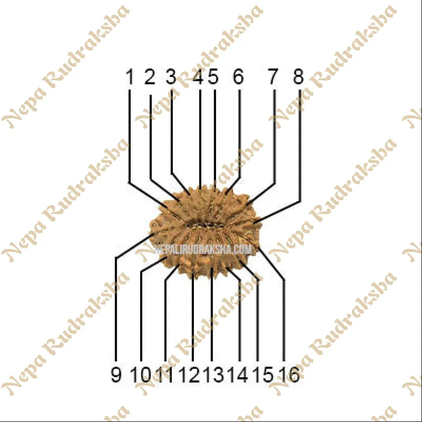 16 Mukhi (Medium) Rudraksha For Sale