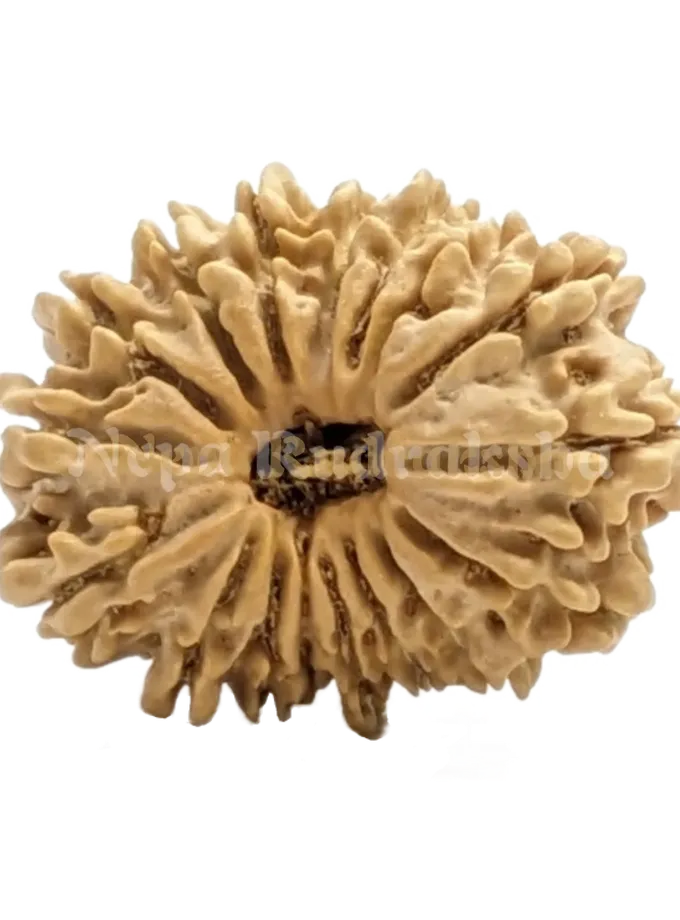 16 Mukhi (Regular) Rudraksha High Quality