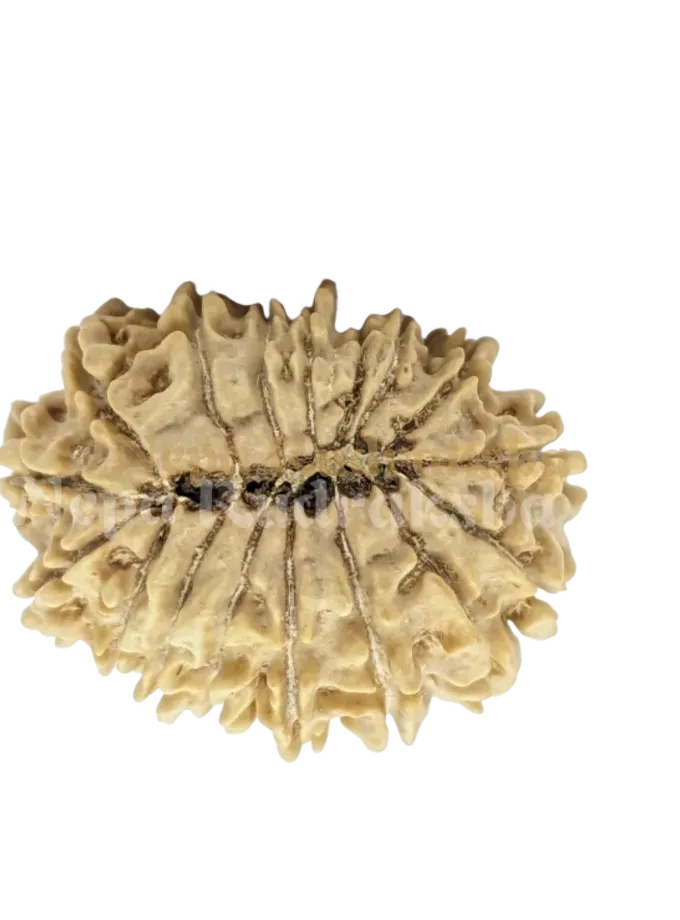 16 Mukhi (Regular) Rudraksha High Quality