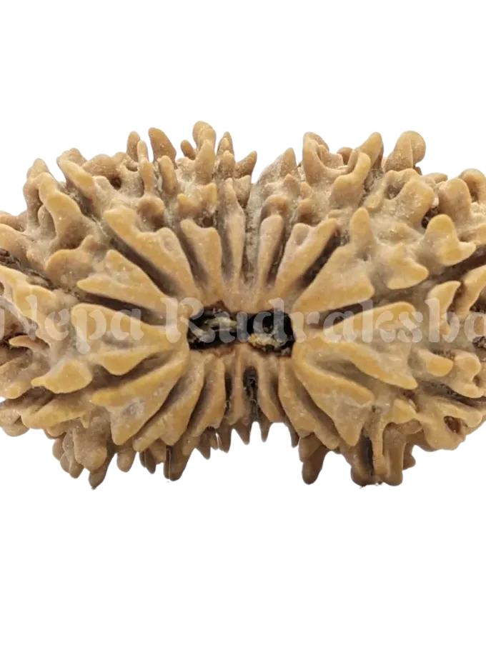 16 Mukhi Rudraksha New Arrival