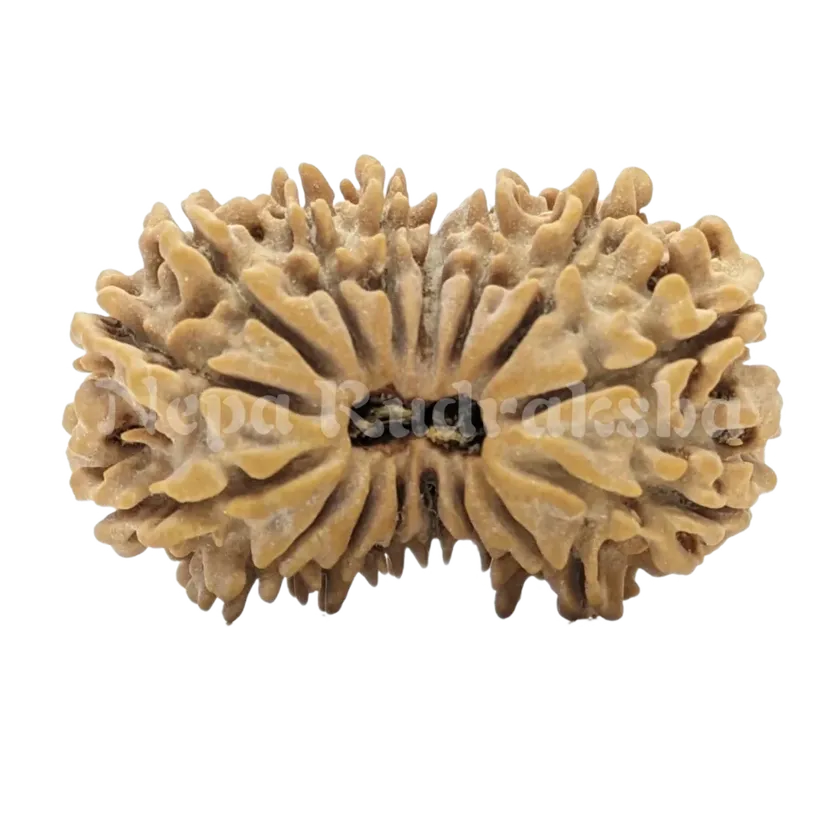 16 Mukhi Rudraksha New Arrival