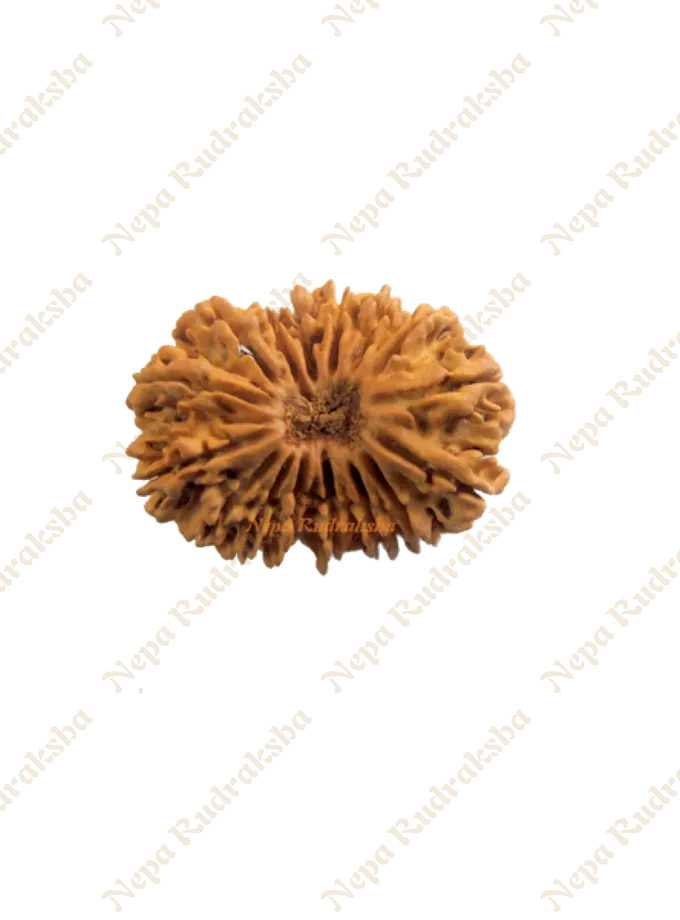 16 Mukhi Rudraksha New Arrival