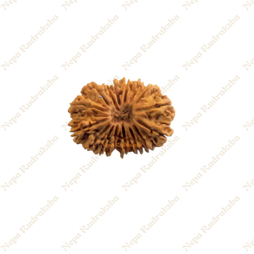 16 Mukhi Rudraksha New Arrival