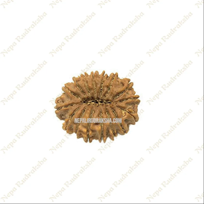 16 Mukhi Rudraksha New Arrival