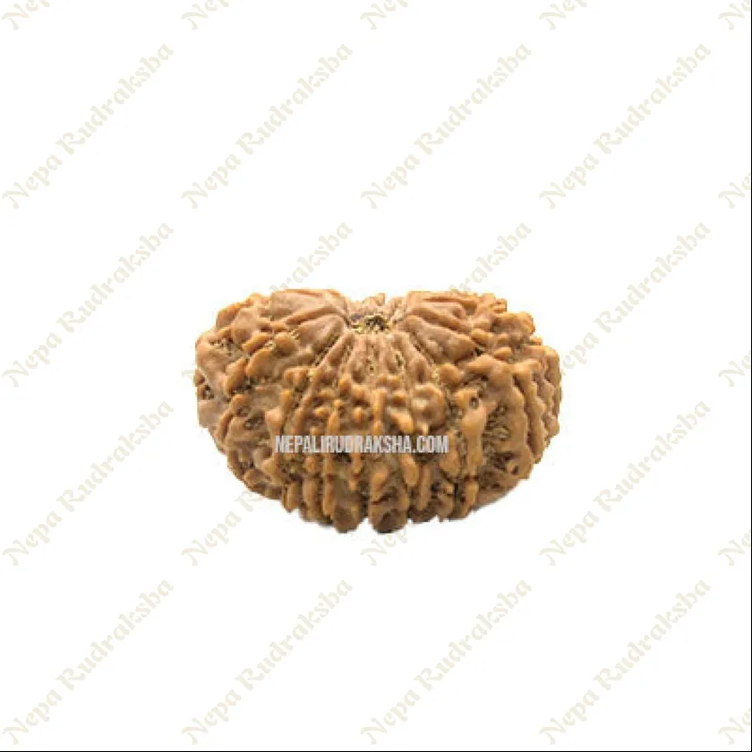 16 Mukhi Rudraksha New Arrival