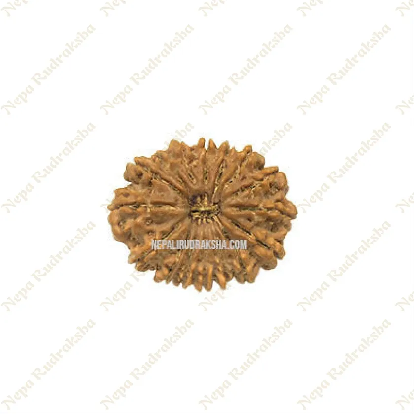 16 Mukhi Rudraksha New Arrival