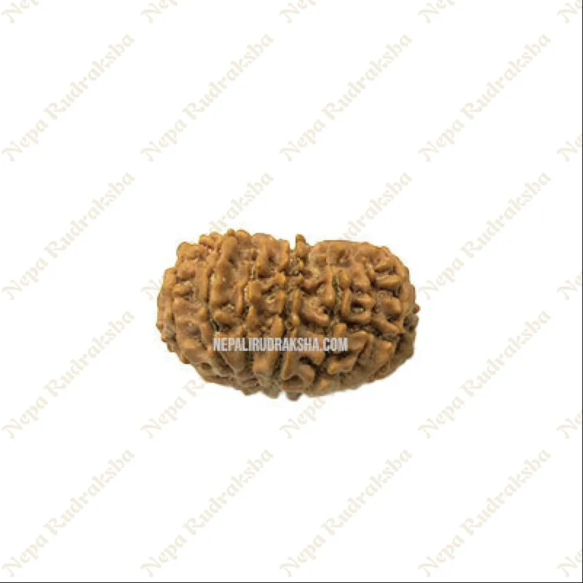 16 Mukhi Rudraksha New Arrival