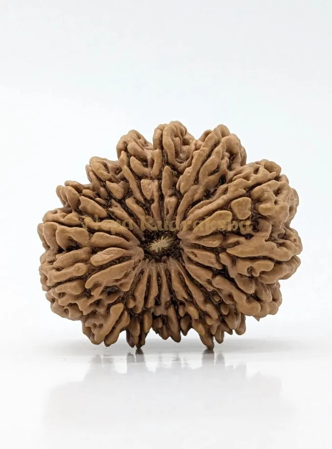 16 Mukhi (Super Collector) Rudraksha Same Day Delivery