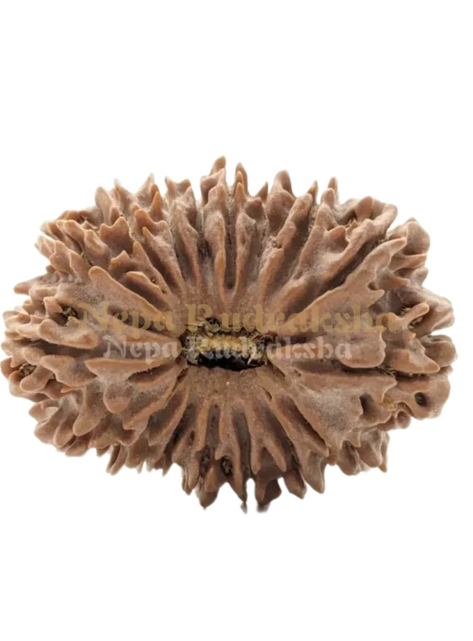 17 Mukhi (Collector) Rudraksha Best Buy