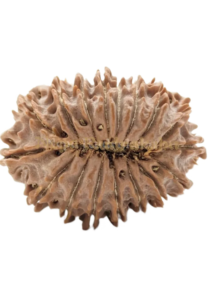 17 Mukhi (Collector) Rudraksha Best Buy