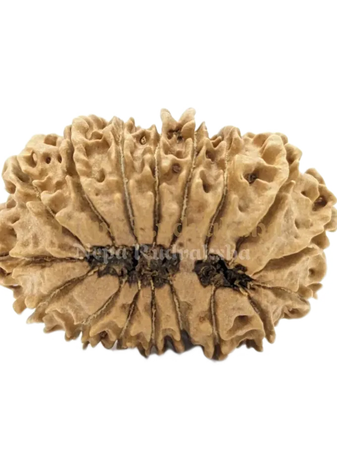 17 Mukhi (Medium) Rudraksha High Quality