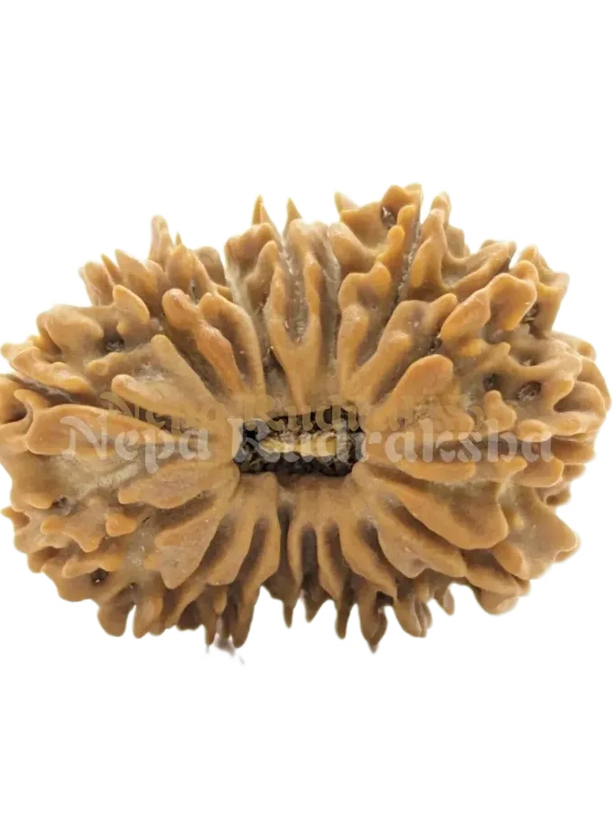 17 Mukhi (Regular) Rudraksha Free shipping