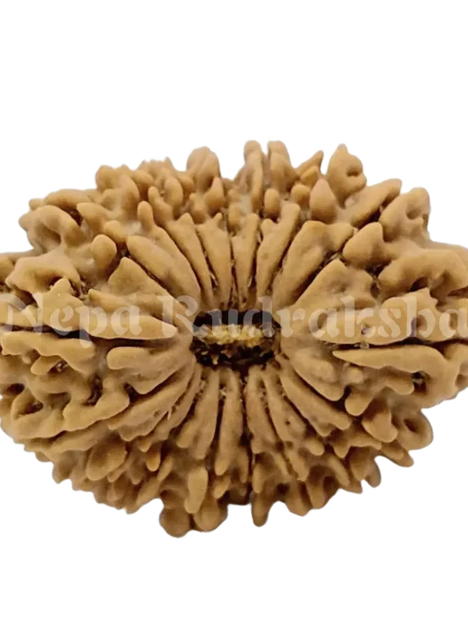 17 Mukhi Rudraksha 31mm Best Price