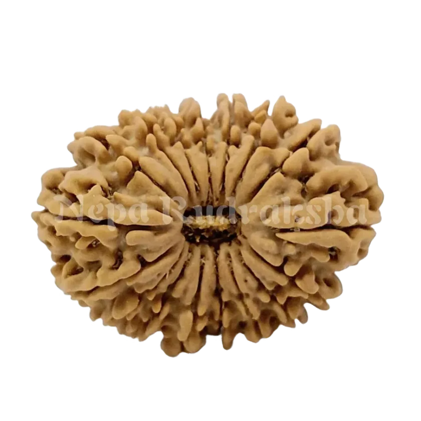 17 Mukhi Rudraksha 31mm Best Price