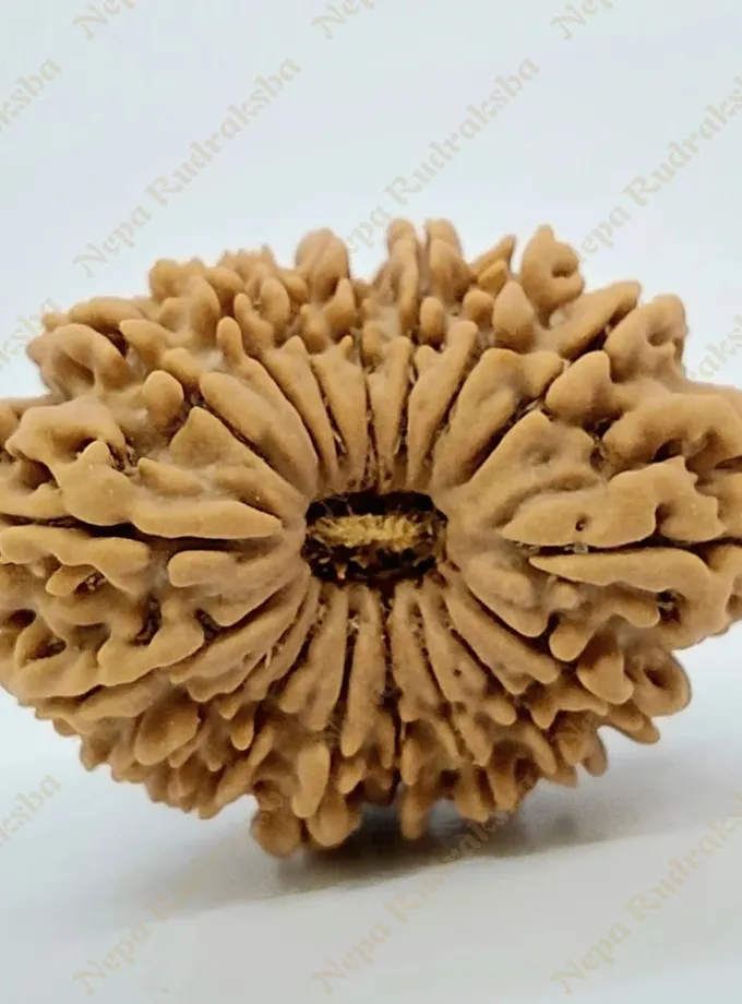 17 Mukhi Rudraksha 31mm Best Price