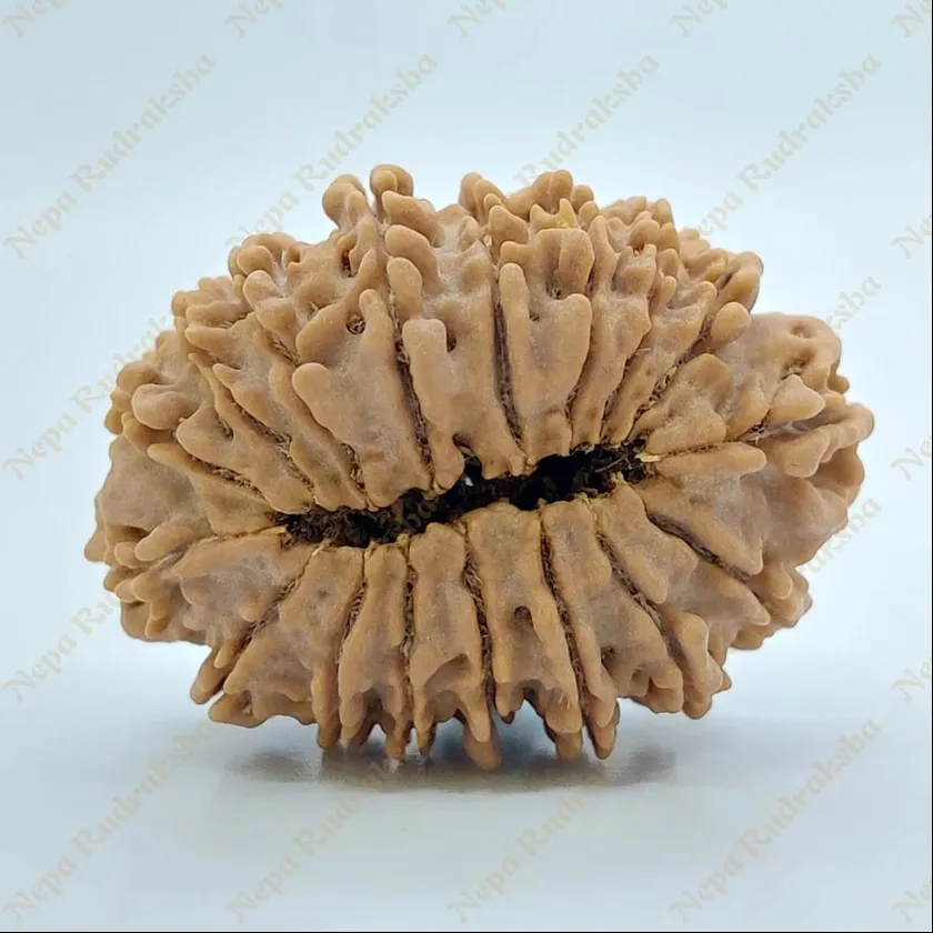 17 Mukhi Rudraksha 31mm Best Price