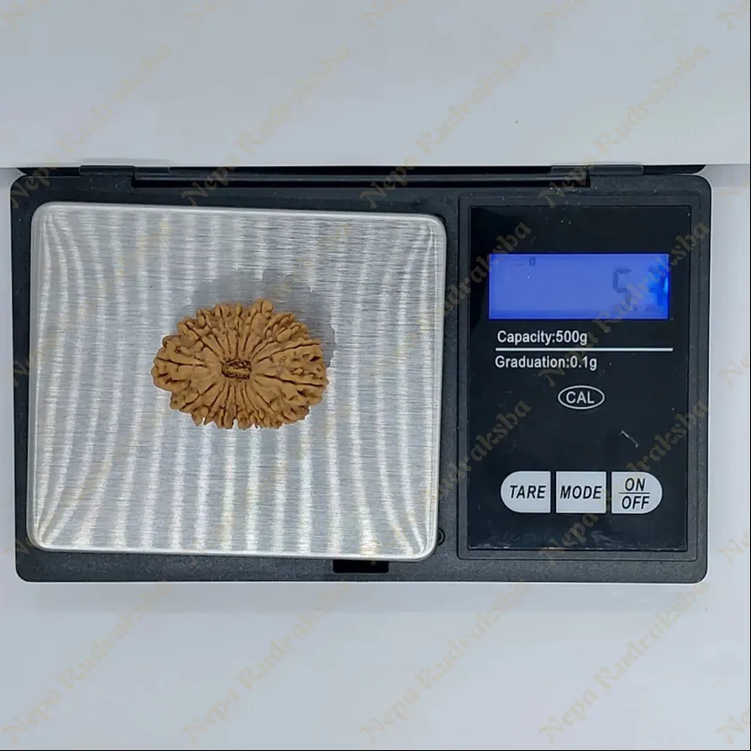 17 Mukhi Rudraksha 31mm Best Price