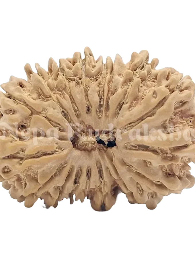 17 Mukhi Rudraksha 34mm For Sale