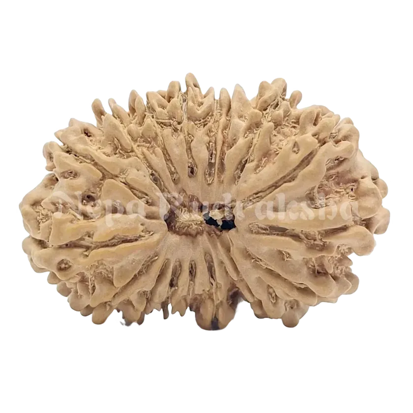 17 Mukhi Rudraksha 34mm For Sale