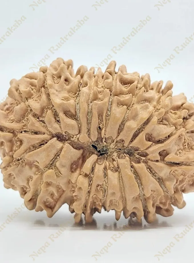 17 Mukhi Rudraksha 34mm For Sale