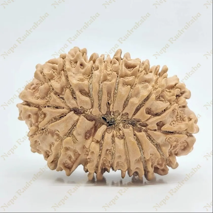 17 Mukhi Rudraksha 34mm For Sale