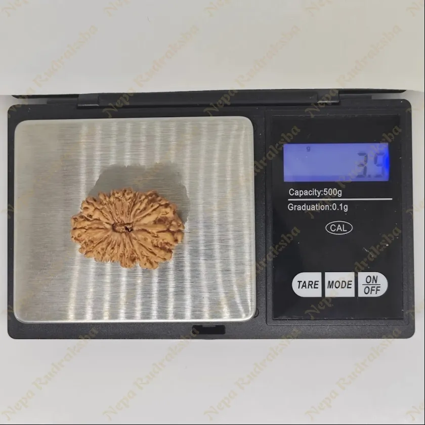 17 Mukhi Rudraksha 34mm For Sale