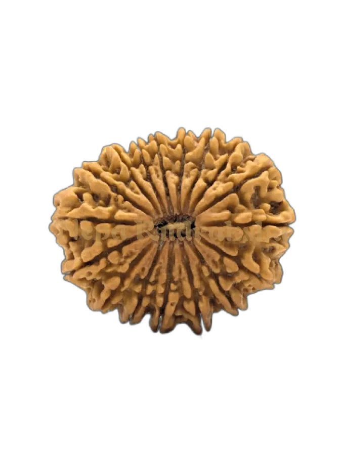 17 Mukhi (Super Collector) Rudraksha Best Buy