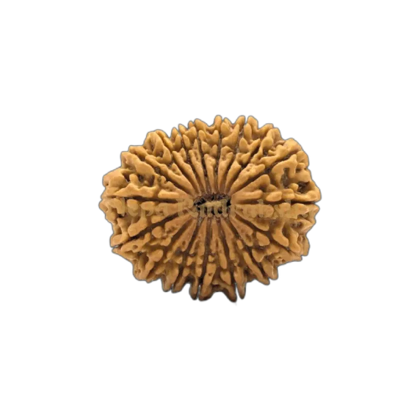 17 Mukhi (Super Collector) Rudraksha Best Buy