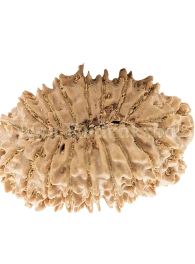 18 Mukhi (Collector) Rudraksha Free shipping