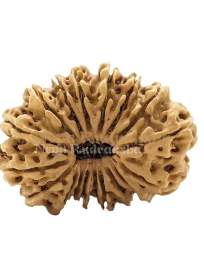 18 Mukhi (Medium) Rudraksha On Sale