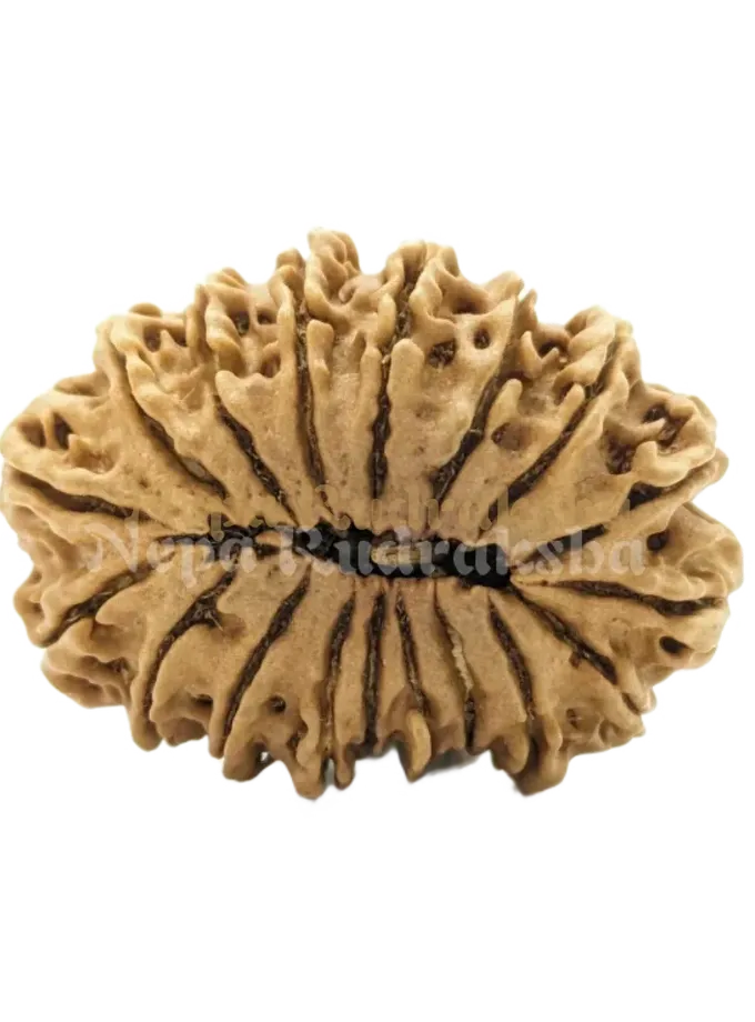 18 Mukhi (Medium) Rudraksha On Sale