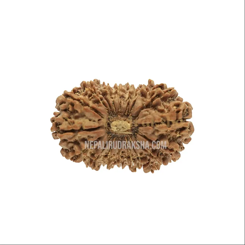 18 Mukhi (Medium) Rudraksha On Sale