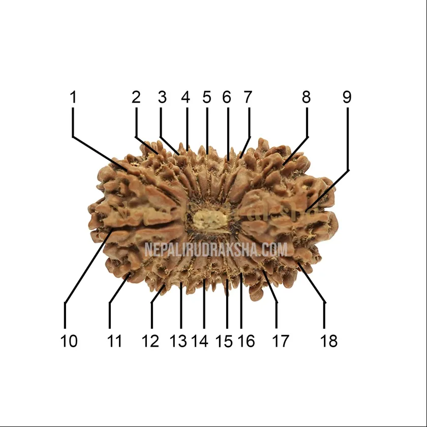 18 Mukhi (Medium) Rudraksha On Sale