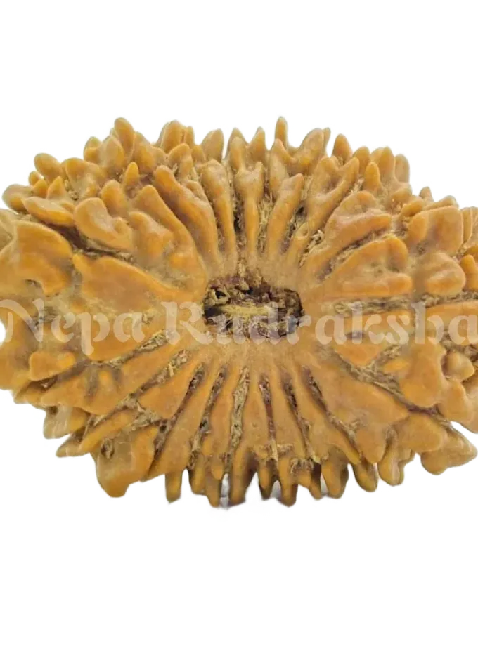 18 Mukhi  Rudraksha 27mm Best Buy