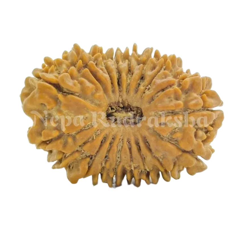 18 Mukhi  Rudraksha 27mm Best Buy