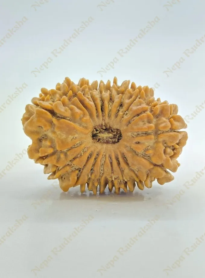 18 Mukhi  Rudraksha 27mm Best Buy