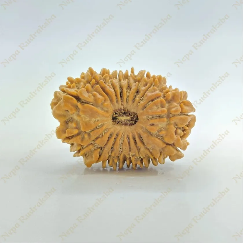 18 Mukhi  Rudraksha 27mm Best Buy