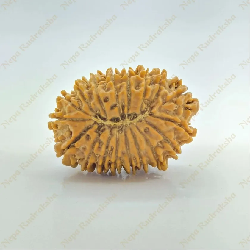 18 Mukhi  Rudraksha 27mm Best Buy