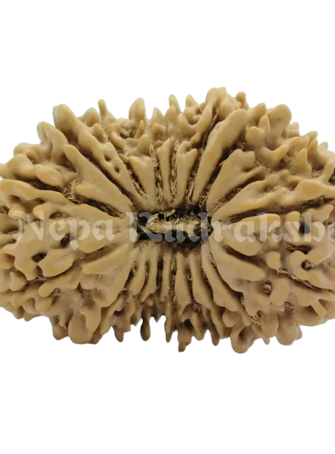 18 Mukhi  Rudraksha 33mm Free shipping